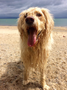 Dog beach 2