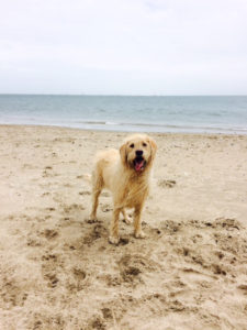 Dog beach 3